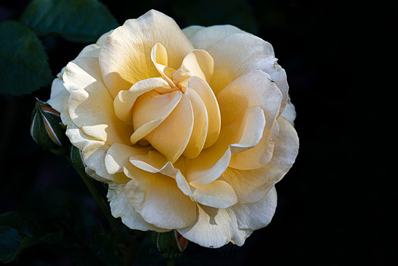 Rose Unfolding