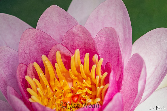 Pond Lily