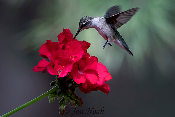Female Black-chinned Hummingbird