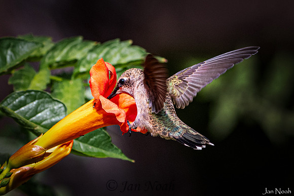 Trumpet Visitor