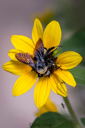 Busy as a Bumblebee