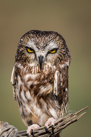 Northern Saw-whet Owl