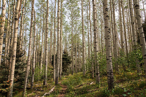 Aspen Glory
