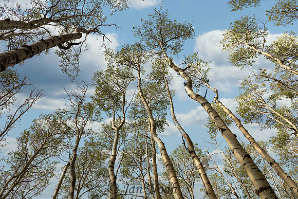 Aspens Looking Up
