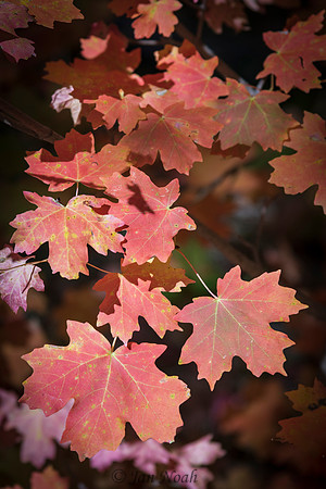 Maple Leaves