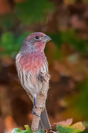 House Finch