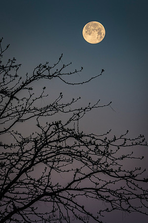 Predawn Moon