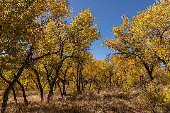 Golden Fall Day