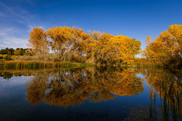 Reflections of Fall