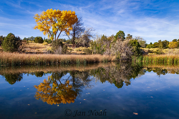 Peaceful Pond