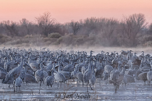 Sandhill Cranes