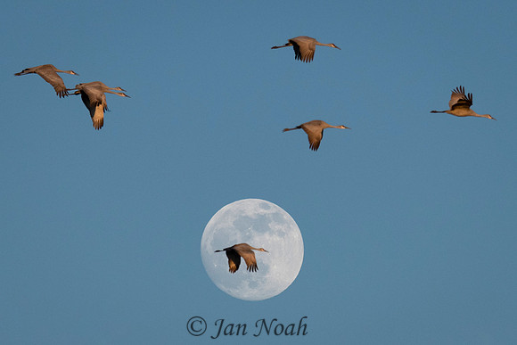 Moon Shot