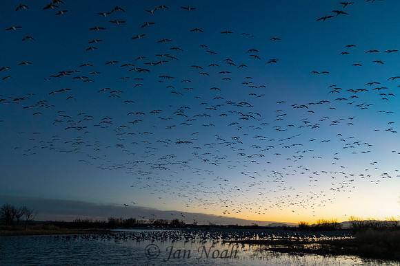 Evening Fly In