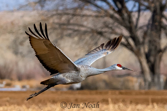 In Flight