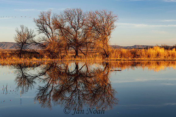 Reflective