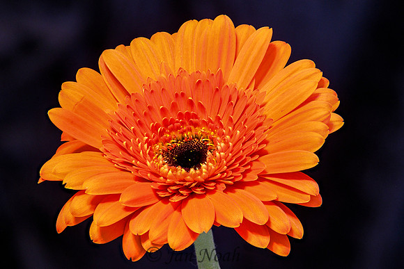 Gerber Daisy