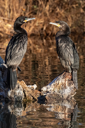 Cormorant Pair