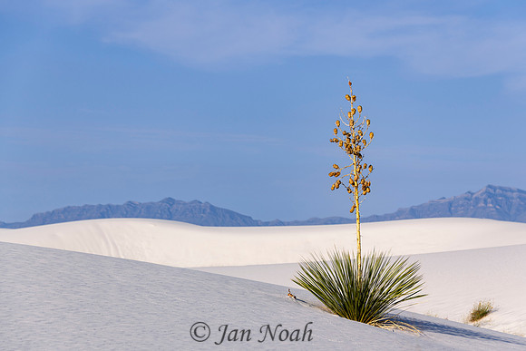 Soaptree Yucca
