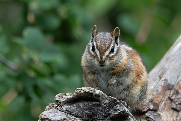 Little Chippy