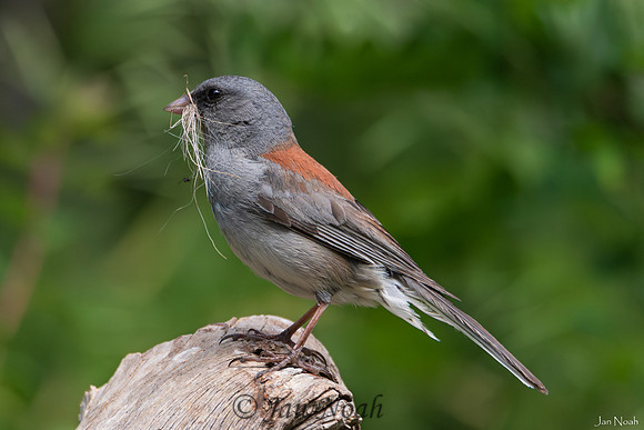 Dark-eyed Junco