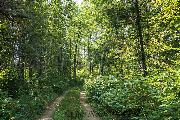 Road to the Cabin