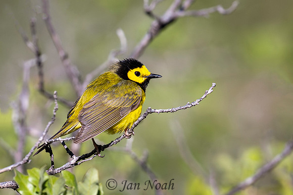 Hooded Warbler