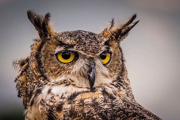 Great Horned Owl