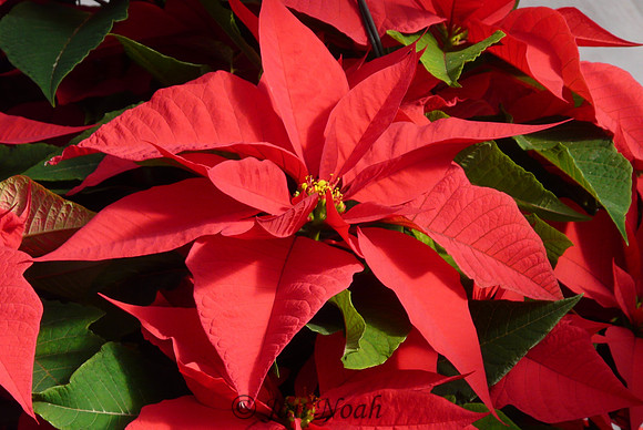 Red Poinsettia