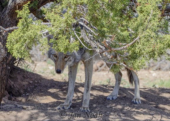 Mexican Grey Wolf
