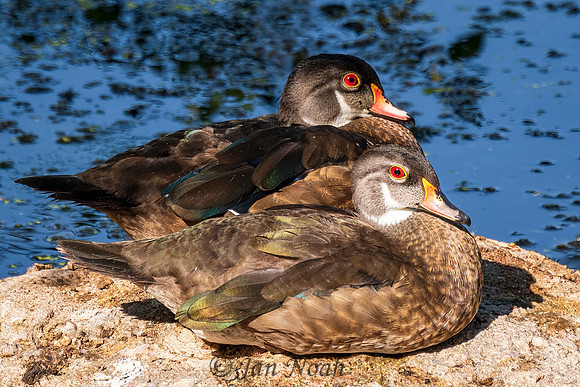 Wood Duck Couple