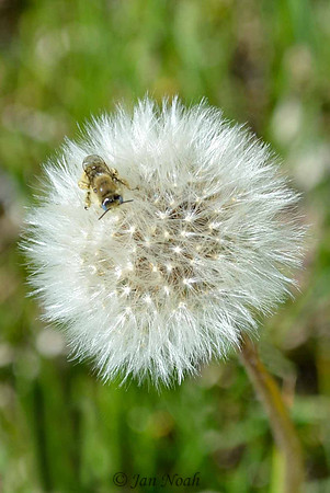Dandelion and the Bee