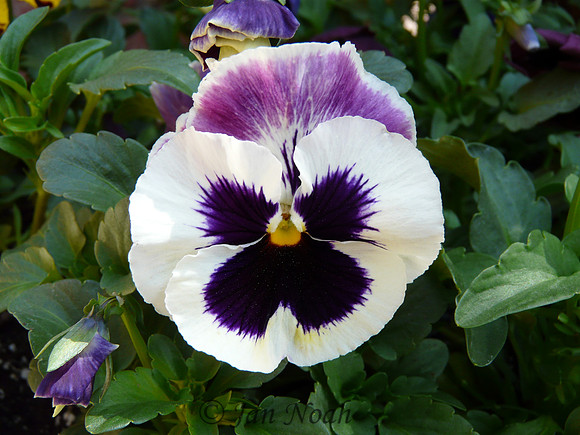 Pansy Face