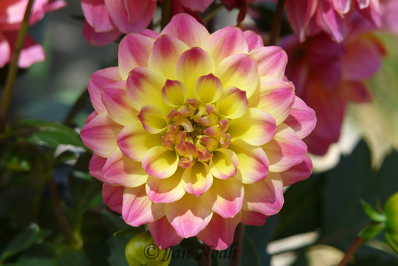 Dahlia