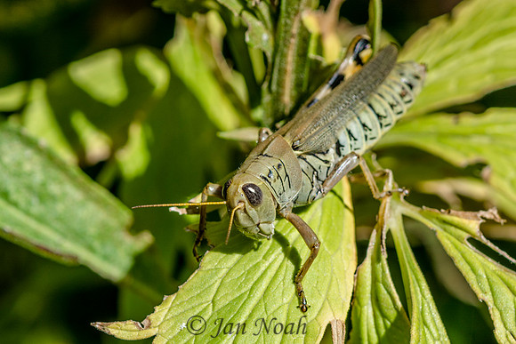 Leaf Hugger
