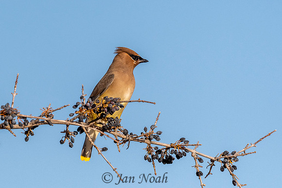 Cedar Waxwing