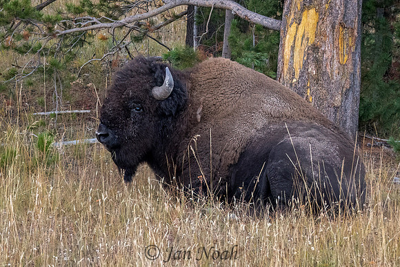 Yellowstone Bison