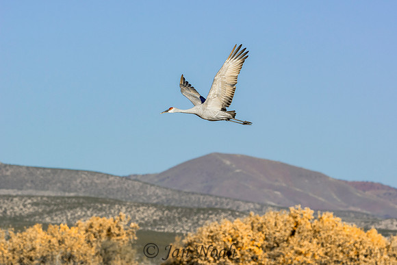 Flight Above the Trees
