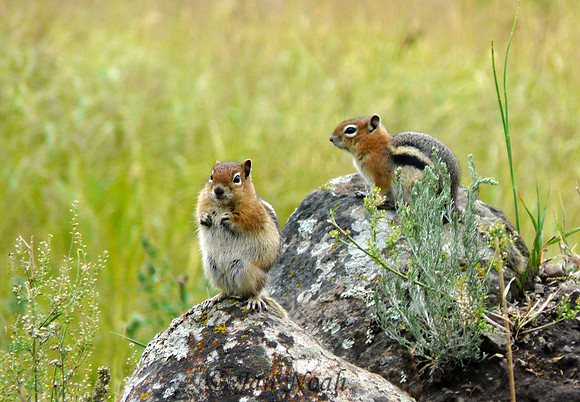 Chatting Chipmunks