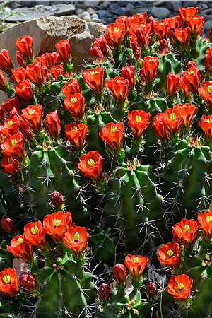 Red Cactus