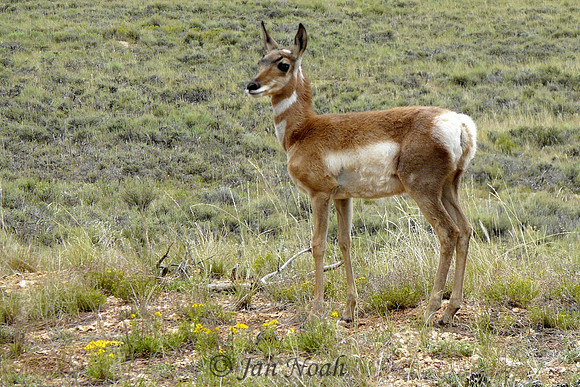 Pronghorn Antelope
