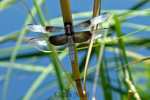 Dragonfly 2