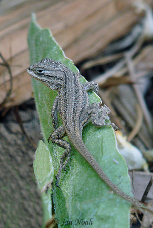 Little Lizard