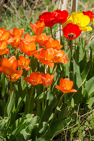 Poppies