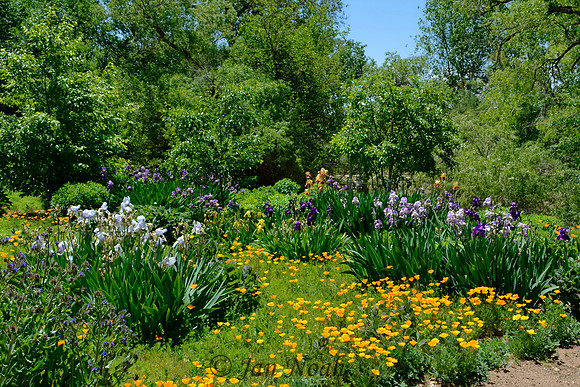 Field of Flowers