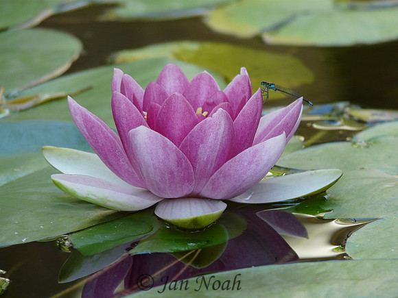 Dragonfly and Pink Water Lily