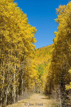 Aspen Lane