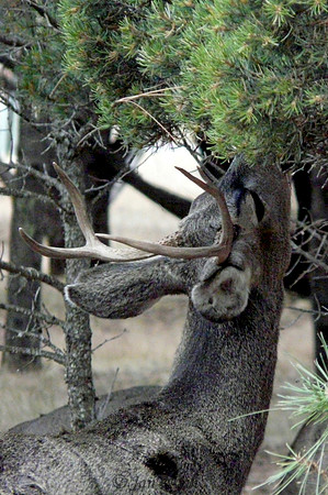 Buck at Dinner
