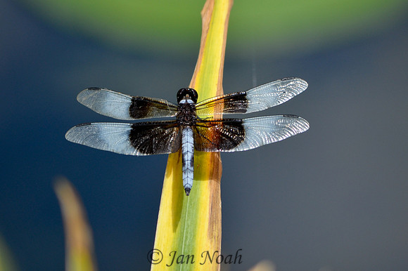 Sunning Dragonfly