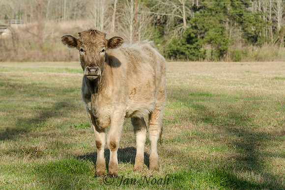 East Texas Beauty
