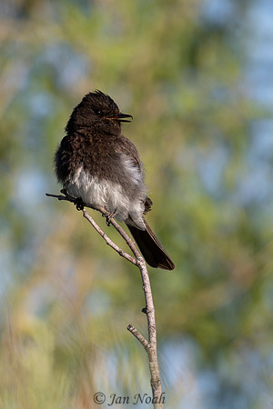 Black Phoebe
